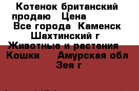 Котенок британский продаю › Цена ­ 3 000 - Все города, Каменск-Шахтинский г. Животные и растения » Кошки   . Амурская обл.,Зея г.